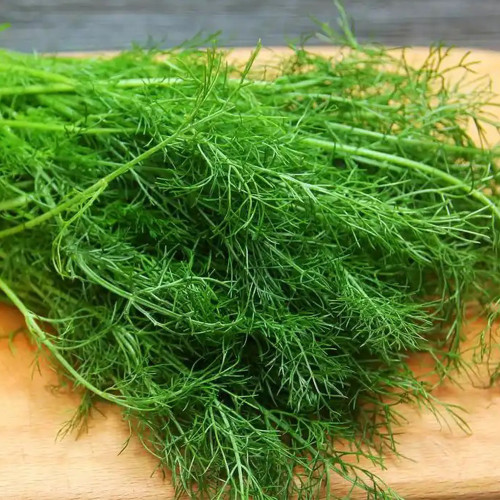 Multi-Harvest Fennel Seeds - Vigorous, Fast-Growing Cut-and-Come-Again Variety