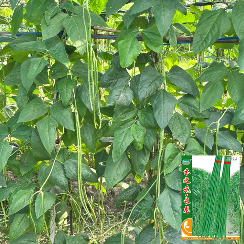 Long Dragon Cowpea Seeds - Fast Growing with Nutrient-Rich Pods