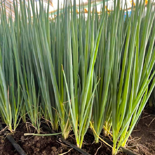 Four-Season Scallion Seeds - High-Yield, Perennial Bunching Onion for Continuous Harvest