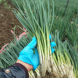Four-Season Scallion Seeds - High-Yield, Perennial Bunching Onion for Continuous Harvest