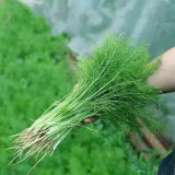 Multi-Harvest Fennel Seeds - Vigorous, Fast-Growing Cut-and-Come-Again Variety