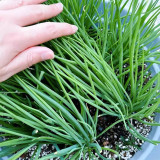 Four-Season Scallion Seeds - High-Yield, Perennial Bunching Onion for Continuous Harvest