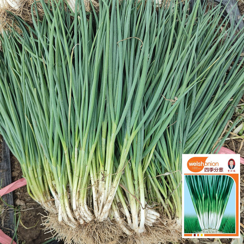 Four-Season Scallion Seeds - High-Yield, Perennial Bunching Onion for Continuous Harvest