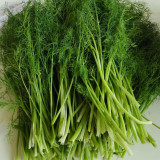 Multi-Harvest Fennel Seeds - Vigorous, Fast-Growing Cut-and-Come-Again Variety