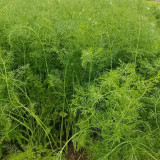 Multi-Harvest Fennel Seeds - Vigorous, Fast-Growing Cut-and-Come-Again Variety