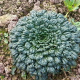 Wuta Cai Seeds - Compact, Tender Crisp Texture, Nutrient-Rich & Cold-Tolerant