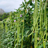 Qingcui No.2 Cowpea Seeds - A Top Choice for All Growers, Mid-Early & High-Yield