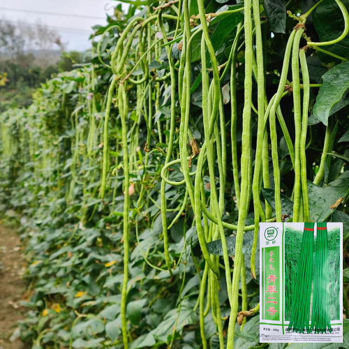 Qingcui No.2 Cowpea Seeds - A Top Choice for All Growers, Mid-Early & High-Yield