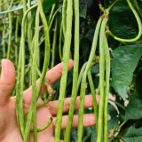 Qingcui No.2 Cowpea Seeds - A Top Choice for All Growers, Mid-Early & High-Yield