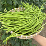 Qingcui No.2 Cowpea Seeds - A Top Choice for All Growers, Mid-Early & High-Yield