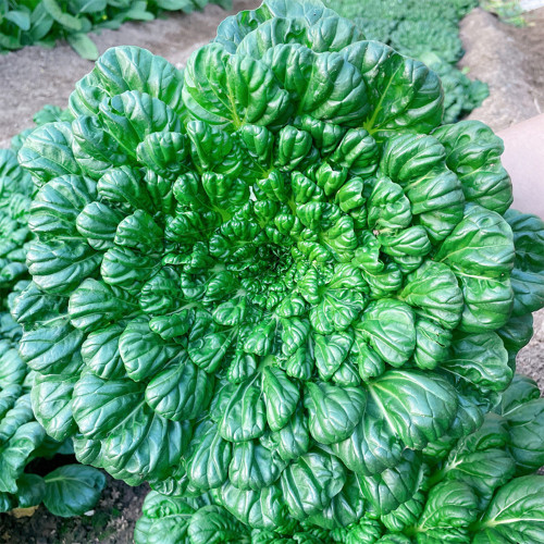 Wuta Cai Seeds - Compact, Tender Crisp Texture, Nutrient-Rich & Cold-Tolerant