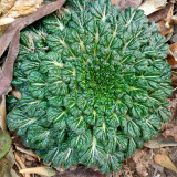 Wuta Cai Seeds - Compact, Tender Crisp Texture, Nutrient-Rich & Cold-Tolerant