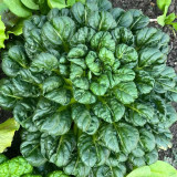 Wuta Cai Seeds - Compact, Tender Crisp Texture, Nutrient-Rich & Cold-Tolerant