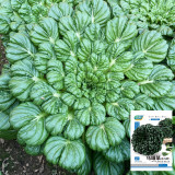 Wuta Cai Seeds - Compact, Tender Crisp Texture, Nutrient-Rich & Cold-Tolerant