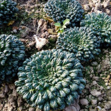 Wuta Cai Seeds - Compact, Tender Crisp Texture, Nutrient-Rich & Cold-Tolerant