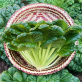 Wuta Cai Seeds - Compact, Tender Crisp Texture, Nutrient-Rich & Cold-Tolerant