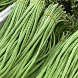 'Jiangshan Xiuli' Cowpea Seeds - Excellent Heat and Cold Tolerance, Superior Market Quality