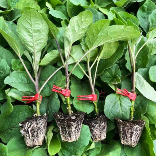 Tuolubamu Eggplant Rootstock Seeds - High Graft Survival, Disease Resistant, Vigorous Grower, Robust Root System