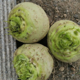 'Roundish 65' Root Mustard Seeds - Fast-Growing, Stable Yield, High in Fiber, For Pickling & Feed