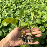 Tuolubamu Eggplant Grafting Rootstock Seeds - High Grafting Survival Rate, High Compatibility & Disease Resistant