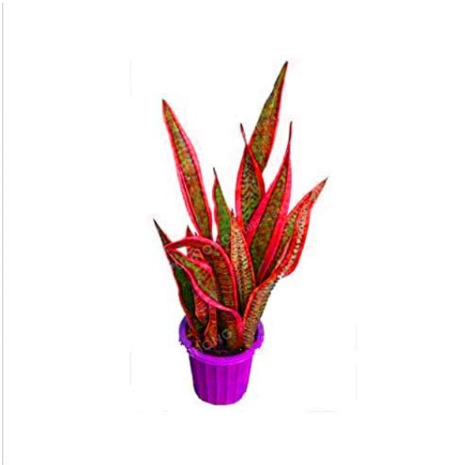 Sansevieria Seed Indoor Plants Radiation Protection (Color: 4)