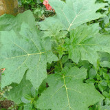 Tuolubamu Eggplant Rootstock Seeds - High Graft Survival, Disease Resistant, Vigorous Grower, Robust Root System