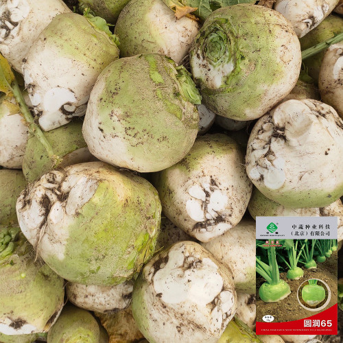 'Roundish 65' Root Mustard Seeds - Fast-Growing, Stable Yield, High in Fiber, For Pickling & Feed