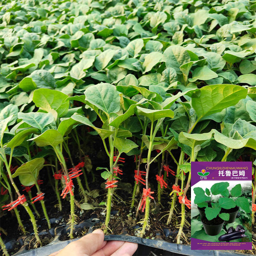 Tuolubamu Eggplant Rootstock Seeds - High Graft Survival, Disease Resistant, Vigorous Grower, Robust Root System