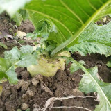 'Roundish 65' Root Mustard Seeds - Fast-Growing, Stable Yield, High in Fiber, For Pickling & Feed