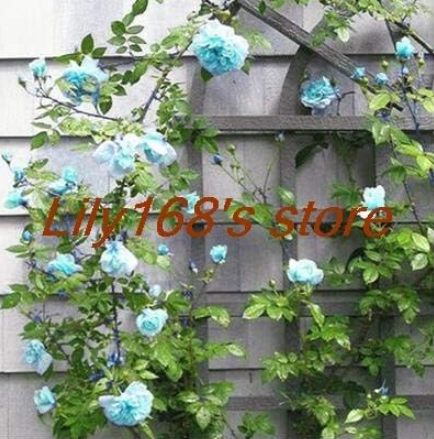 Tengben Climbing Rose Seeds Beauty Your Balcony Family Garden (Color: A16)