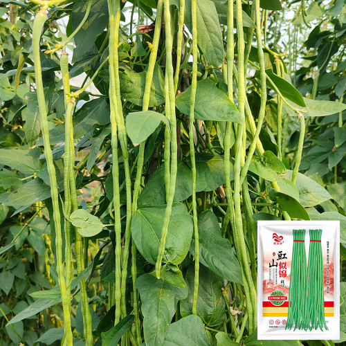 'Jiangshan Sijin' Cowpea Seeds - Early-Mid Season, Heat Tolerant, High Market Quality