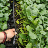 Tuolubamu Eggplant Rootstock Seeds - High Graft Survival, Disease Resistant, Vigorous Grower, Robust Root System