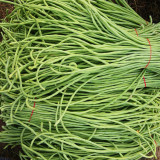 'Jiangshan Xiuli' Cowpea Seeds - Excellent Heat and Cold Tolerance, Superior Market Quality
