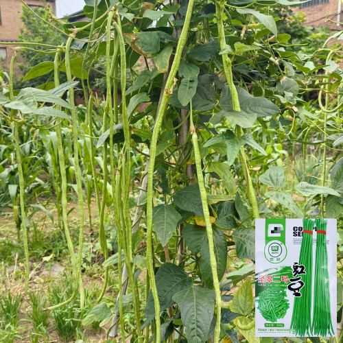 Shengcui No.2 Cowpea Seeds - High Double-Pod Rate, Continuous Flowering, Vigorous Growth