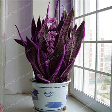 Sansevieria Seed Indoor Plants Radiation Protection (Color: 5)