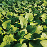 Tuolubamu Eggplant Grafting Rootstock Seeds - High Grafting Survival Rate, High Compatibility & Disease Resistant