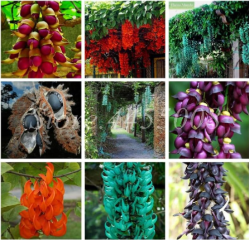 Mucuna Pruriens Exotic Jade Vine Perennial Climbing Garden Flower Seeds (Color: 3)
