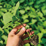 Tuolubamu Eggplant Grafting Rootstock Seeds - High Grafting Survival Rate, High Compatibility & Disease Resistant