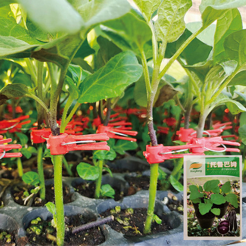 Tuolubamu Eggplant Grafting Rootstock Seeds - High Grafting Survival Rate, High Compatibility & Disease Resistant