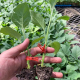 Tuolubamu Eggplant Grafting Rootstock Seeds - High Grafting Survival Rate, High Compatibility & Disease Resistant