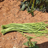 'Jiangshan Xiuli' Cowpea Seeds - Excellent Heat and Cold Tolerance, Superior Market Quality