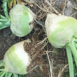 'Roundish 65' Root Mustard Seeds - Fast-Growing, Stable Yield, High in Fiber, For Pickling & Feed