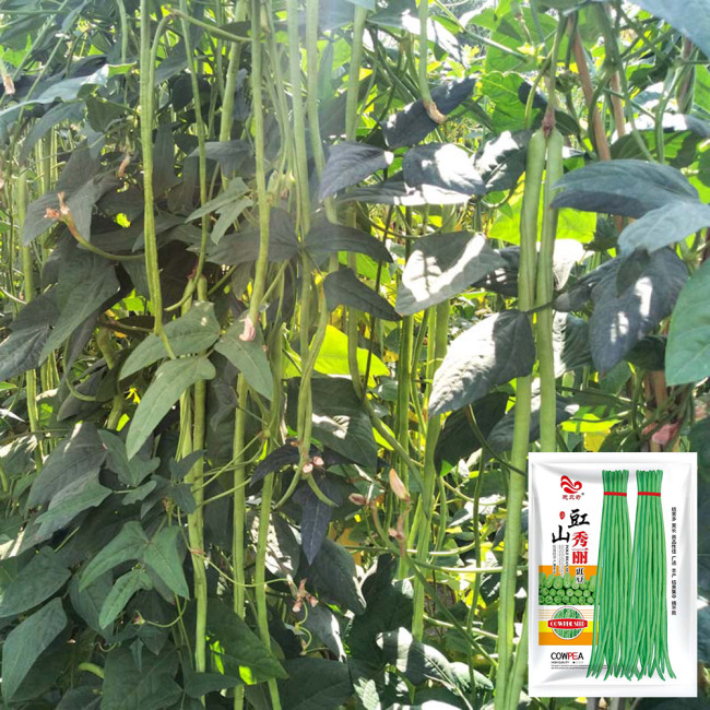 'Jiangshan Xiuli' Cowpea Seeds - Excellent Heat and Cold Tolerance, Superior Market Quality