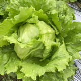 Green Ball Lettuce Seeds - Ideal for Home Garden and Commercial Farming