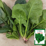 Japanese Large-Leaf Spinach Seeds - High-Yield, Disease Resistant, for Spring & Autumn Planting