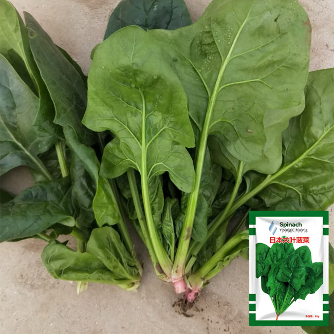 Japanese Large-Leaf Spinach Seeds - High-Yield, Disease Resistant, for Spring & Autumn Planting