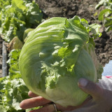 Green Ball Lettuce Seeds - Ideal for Home Garden and Commercial Farming