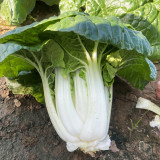 Yellow-Heart Wuta Cai Seeds - Cold-Hardy, High Yield, Sweet Flavor Greens