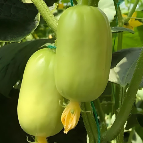 Jade Maiden Cucumber Seeds - High-Yield, Disease-Resistant, Ideal for Fresh Eating