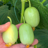 Jade Maiden Cucumber Seeds - High-Yield, Disease-Resistant, Ideal for Fresh Eating